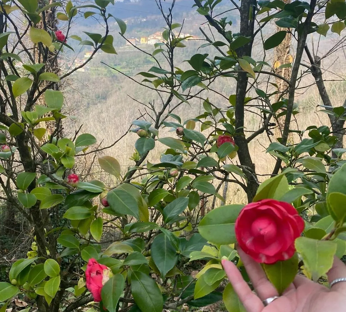 Elegant Tuscany Mountain Villa Momigno Italien